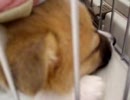 コーギー犬ミント　　いじける。
