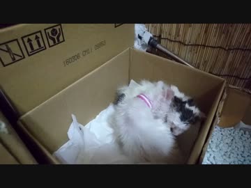 捨て猫２０　ペロペロ