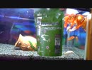 金魚の餌やり（6年目）