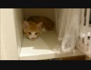 ルゥ君、そこで寝るんか～い（笑）