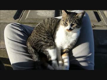 だから飼い猫じゃないっつーの