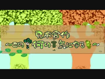 兄木合作　～この木　何の貴　気になるビ～