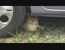 あずきのママ？　この毛色からサビ猫は生まれますか？