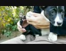【１２分】嫌がるコーギーの子犬たちをひたすら爪切りし続ける動画。