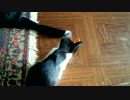 興味なしのネコ