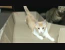 【ティガロビ生活記】反り立つ壁ごっこする猫