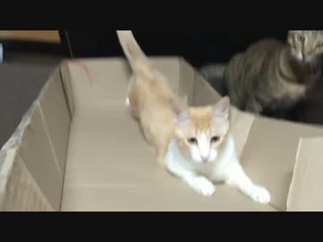 【ティガロビ生活記】反り立つ壁ごっこする猫