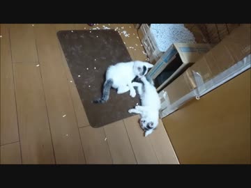 捨て猫２２　フリーダムバトル