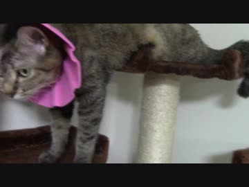 拾いねこ＠生後1470/1437日目　なかなか梅雨が明けないですねー。