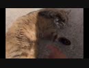 キジトラ　お腹をさわろうとすると怒る