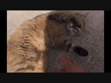 キジトラ　お腹をさわろうとすると怒る
