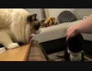 レオとしじみの新生活 Vol.28 　大人になっていく猫