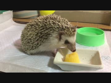 ハリ蔵くん  ゼリーを食べーーる(=ﾟωﾟ)ﾉ