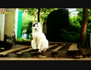 観察する牛柄猫