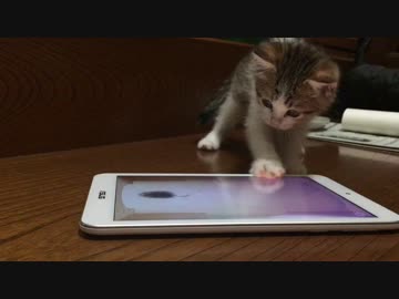 現代っ子な子猫