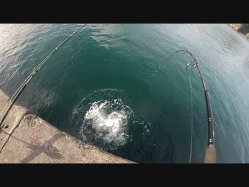 【ショアジギ】　堤防足元でカンパチヒット　【もちょお】