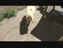 犬にバロット的なヤツをあげる