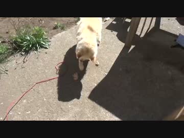 犬にバロット的なヤツをあげる