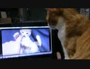 パソコンと猫。