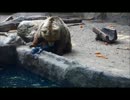 カラスを助けるクマ