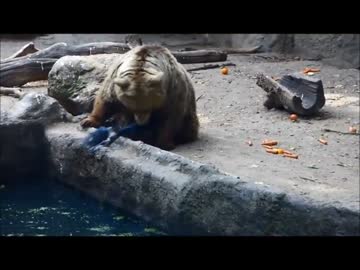 カラスを助けるクマ