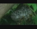 あしなが蜂の巣