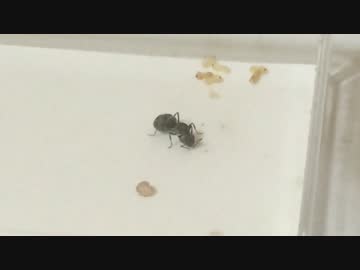 蟻戦争　＃16-2 【番外編】命のかけら編