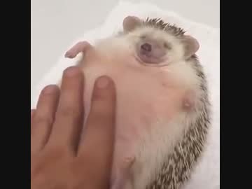 なつき度MAXのハリネズミ