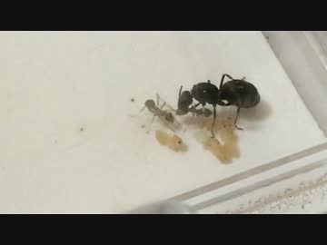 蟻戦争＃17 奇跡の子編