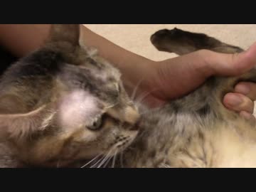 拾いねこ＠生後1472/1439日目　つきにょんに食われた。