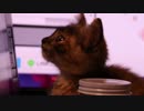 眠くなんかないもん　ねこ♪