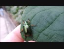 スジコガネとヒメスジコガネを手から飛び立たせる