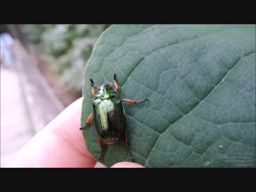 スジコガネとヒメスジコガネを手から飛び立たせる