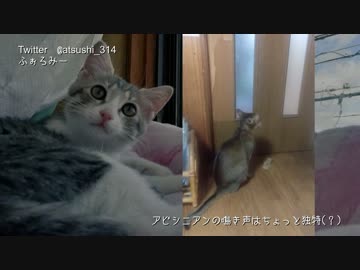 ドアの外に出たくて鳴く猫と，ガン無視する父