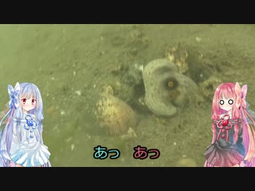 きまぐれ水中観察その12、新居海釣り公園4