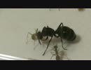 蟻戦争 ＃18 小アリの経過観察編