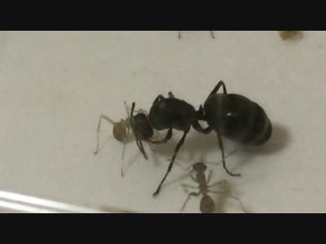 蟻戦争 ＃18 小アリの経過観察編