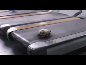 亀をランニングマシーンに乗せたら