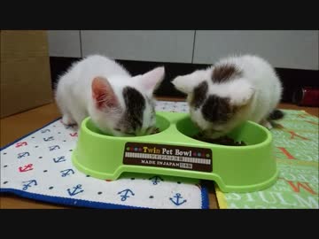 いつものご飯【蘭と刹那４】