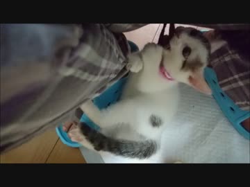 股の下で遊ぶ蘭【蘭と刹那５】