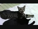 きょうの鞍馬【蒼民家の猫々】