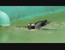 泳ぐペンギン