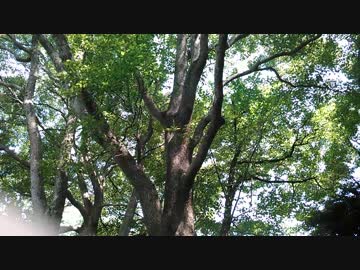 もしも福山雅治がセミだったら