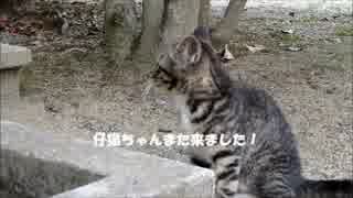白淡と仔猫