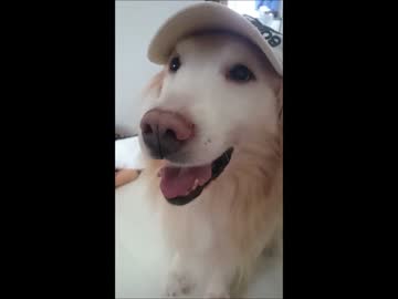 ワンコの奇妙な冒険　２０１６　夏
