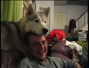 頭の上に頭を乗せてきたハシキー犬との遊び方