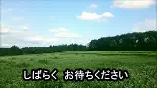 ニコ生用　待受け動画　No.L-021　花畑　その１