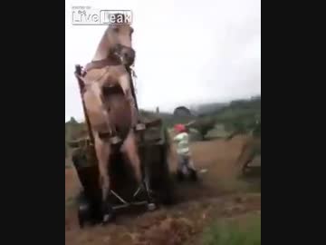 異例の事態にもがく馬