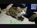実家に帰省したら半野良に全力で拒否られた４