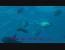 日本海水中紀行-季節を巡る魚たちの大行進-【後編】